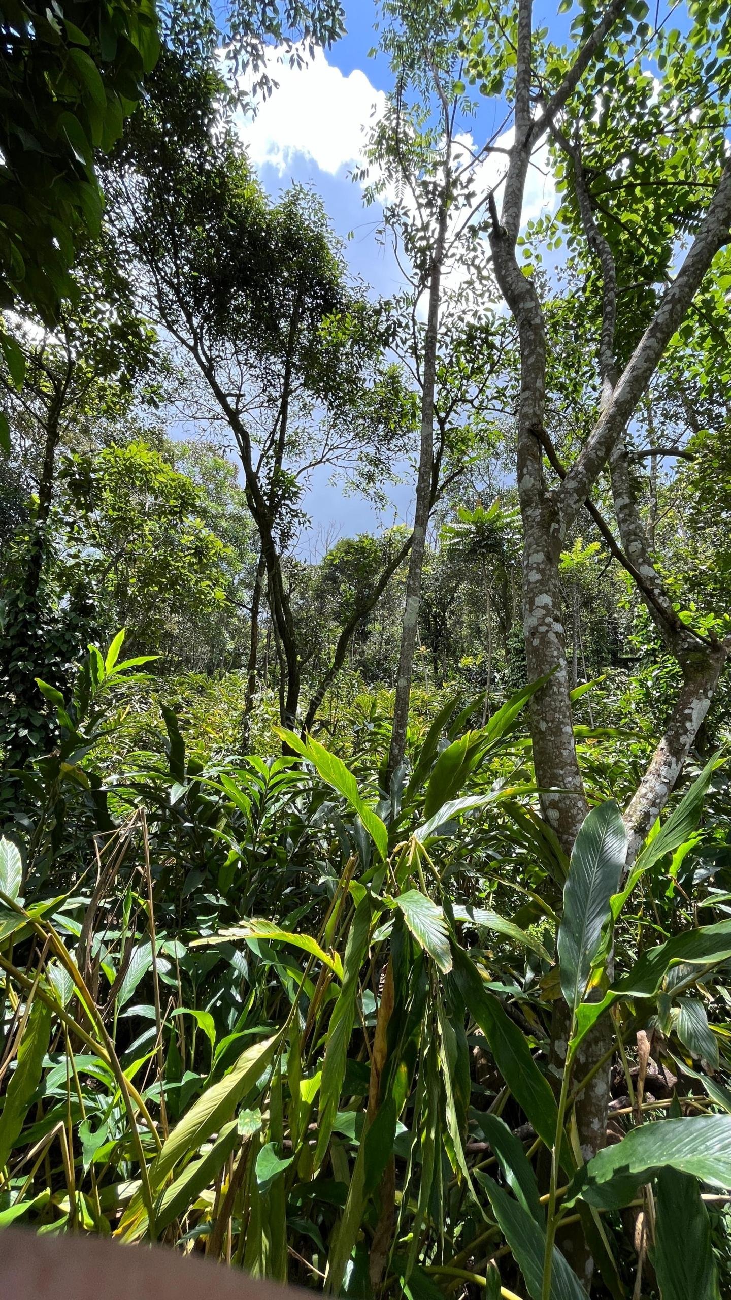 1000130306 Property for sale in Vagamon