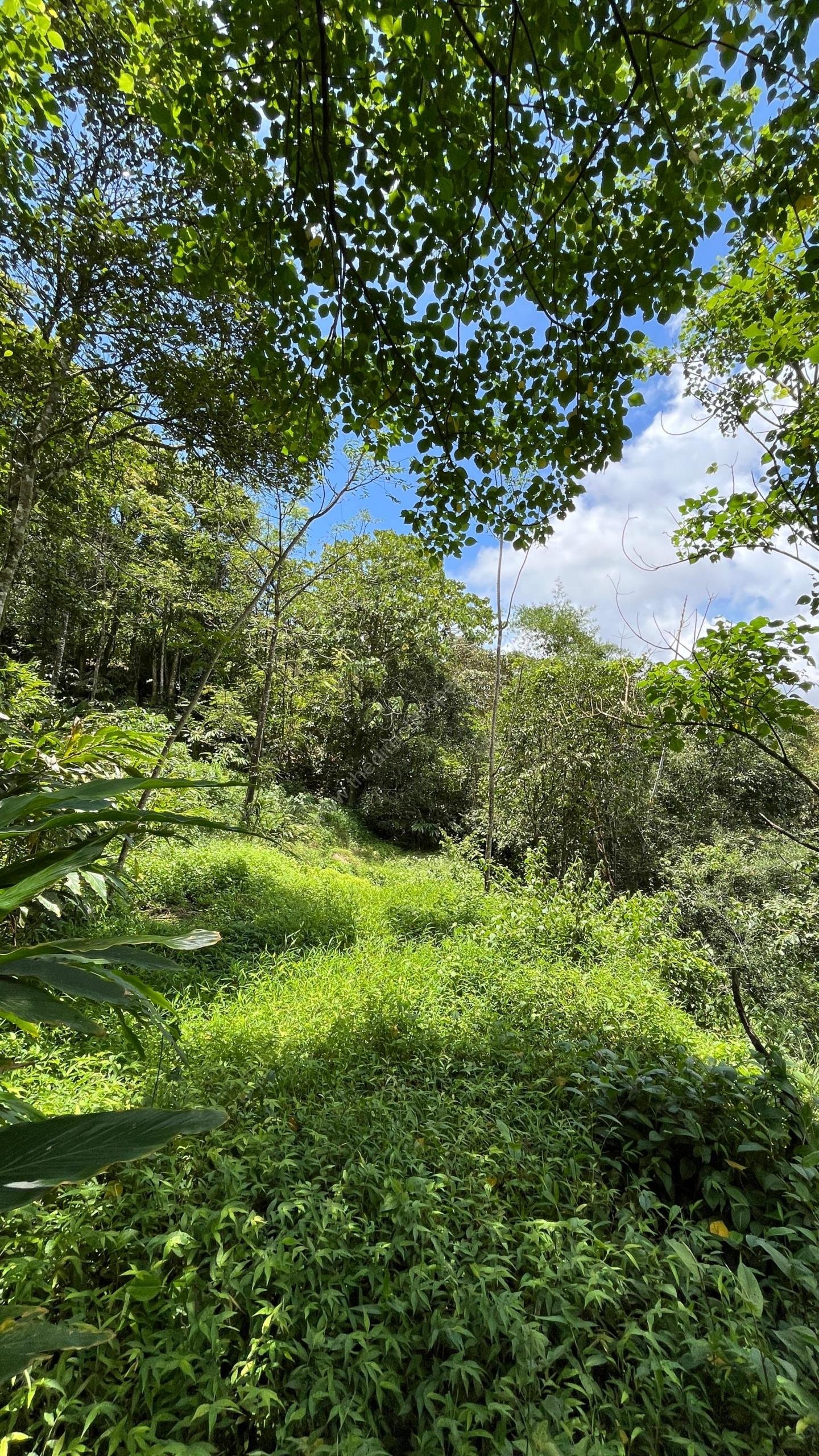 1000130358 Property for sale in Vagamon