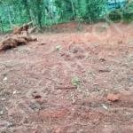 Land for sale in Pinarayi