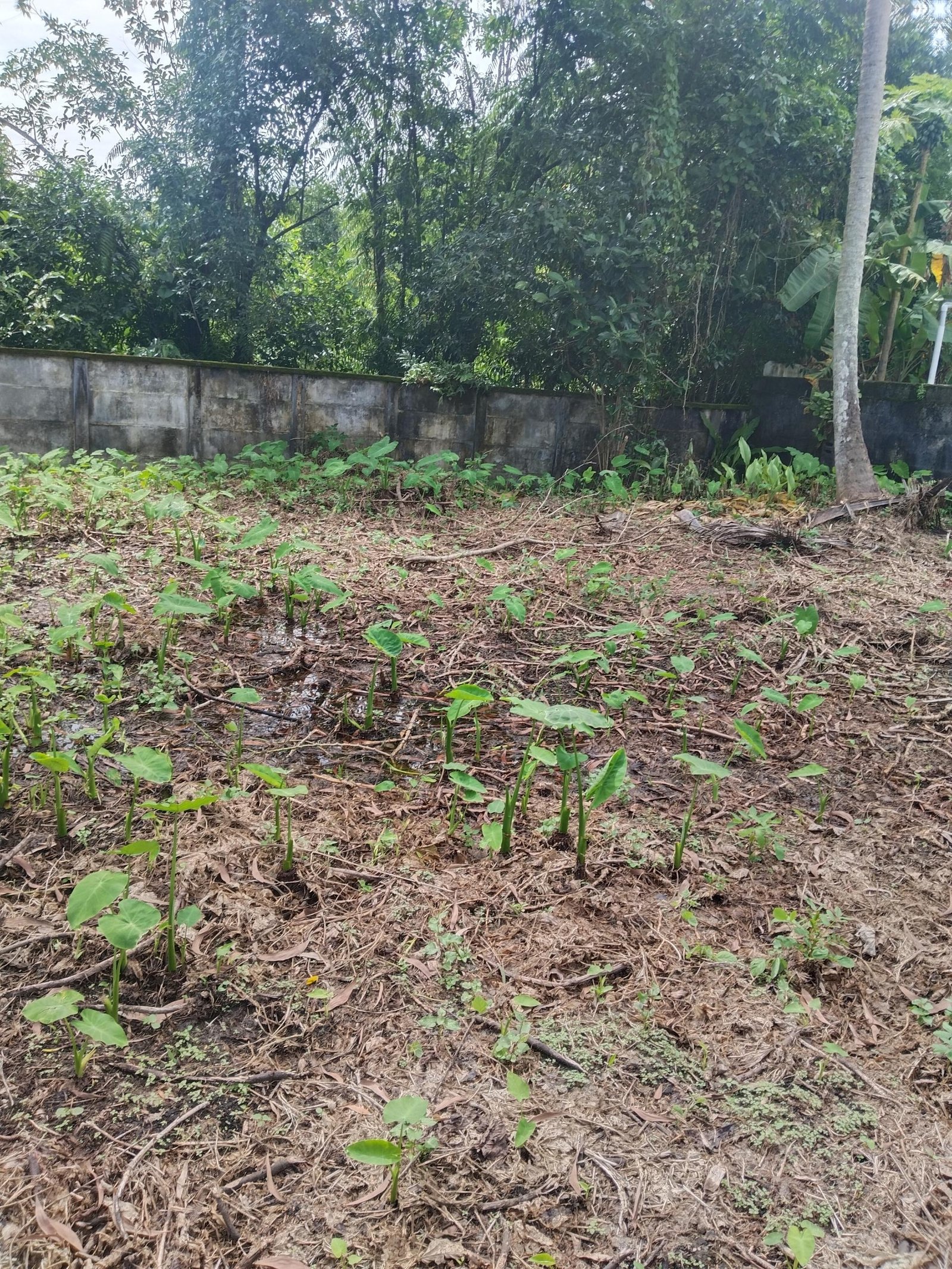House plot in Cherthala town