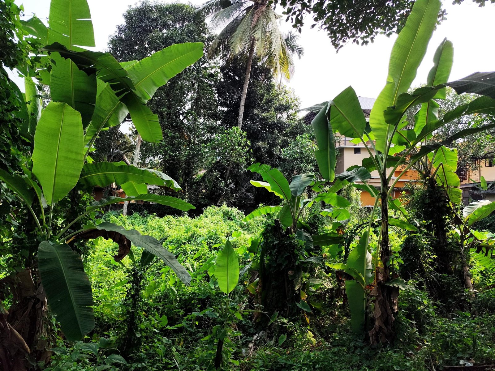 WhatsApp Image 2024-12-10 at 4.20.27 PM Plot for Sale in Palarivattom