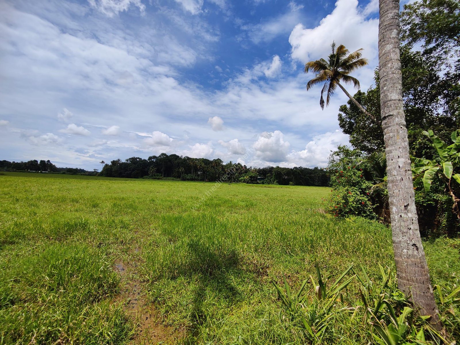 WhatsApp Image 2024-10-23 at 1.41.23 AM (4) Agriculture land for sale in Kochi