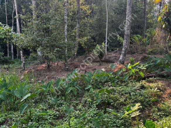 Residential Plot for Sale in Thokkupara Near Munnar & Adimali