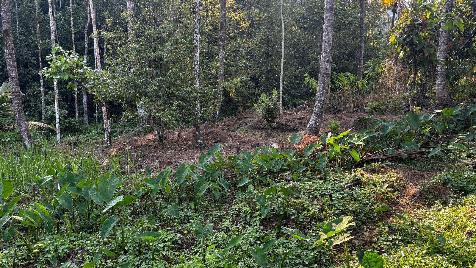 WhatsApp Image 2025-03-12 at 1.53.19 PM Residential Plot for Sale in Thokkupara Near Munnar & Adimali