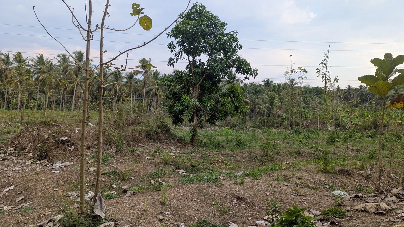 WhatsApp Image 2025-03-23 at 7.12.26 AM