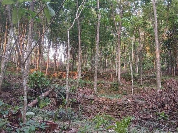 Land for Sale in Chengalam