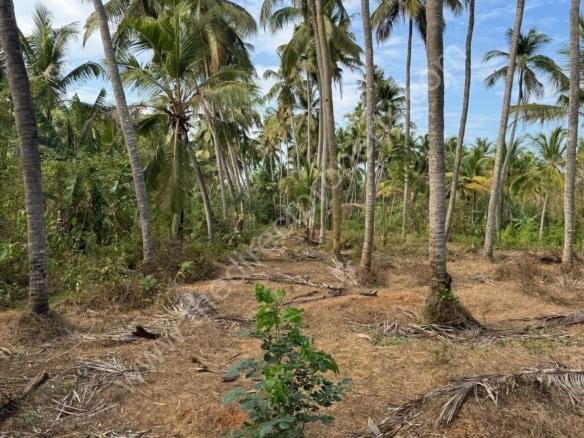 Land for Sale in Thuvannoor Thrissur