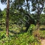 Land for Sale in Thodupuzha