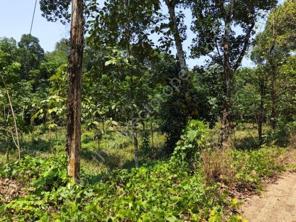 Land for Sale in Thodupuzha