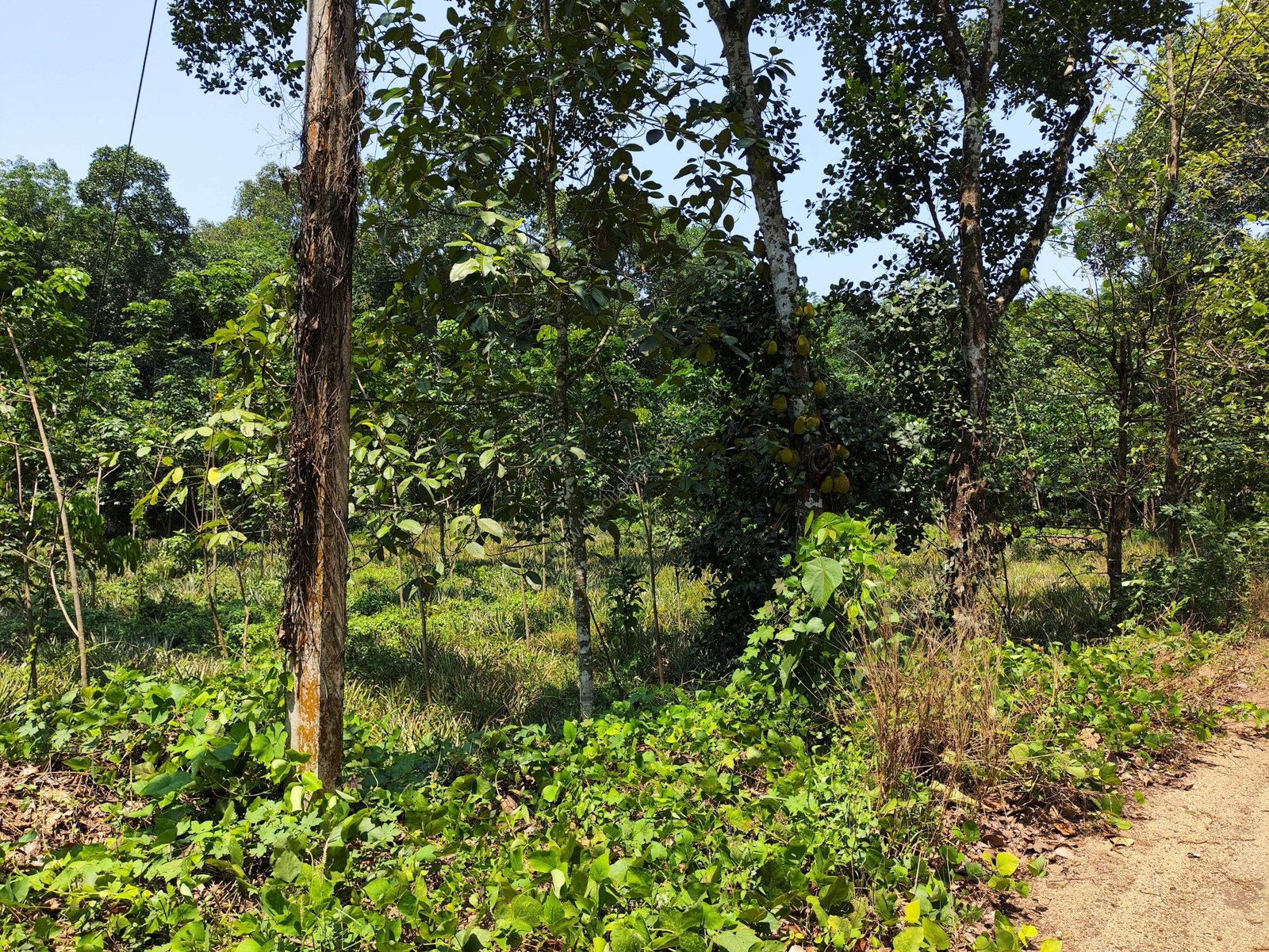 Land for Sale in Thodupuzha