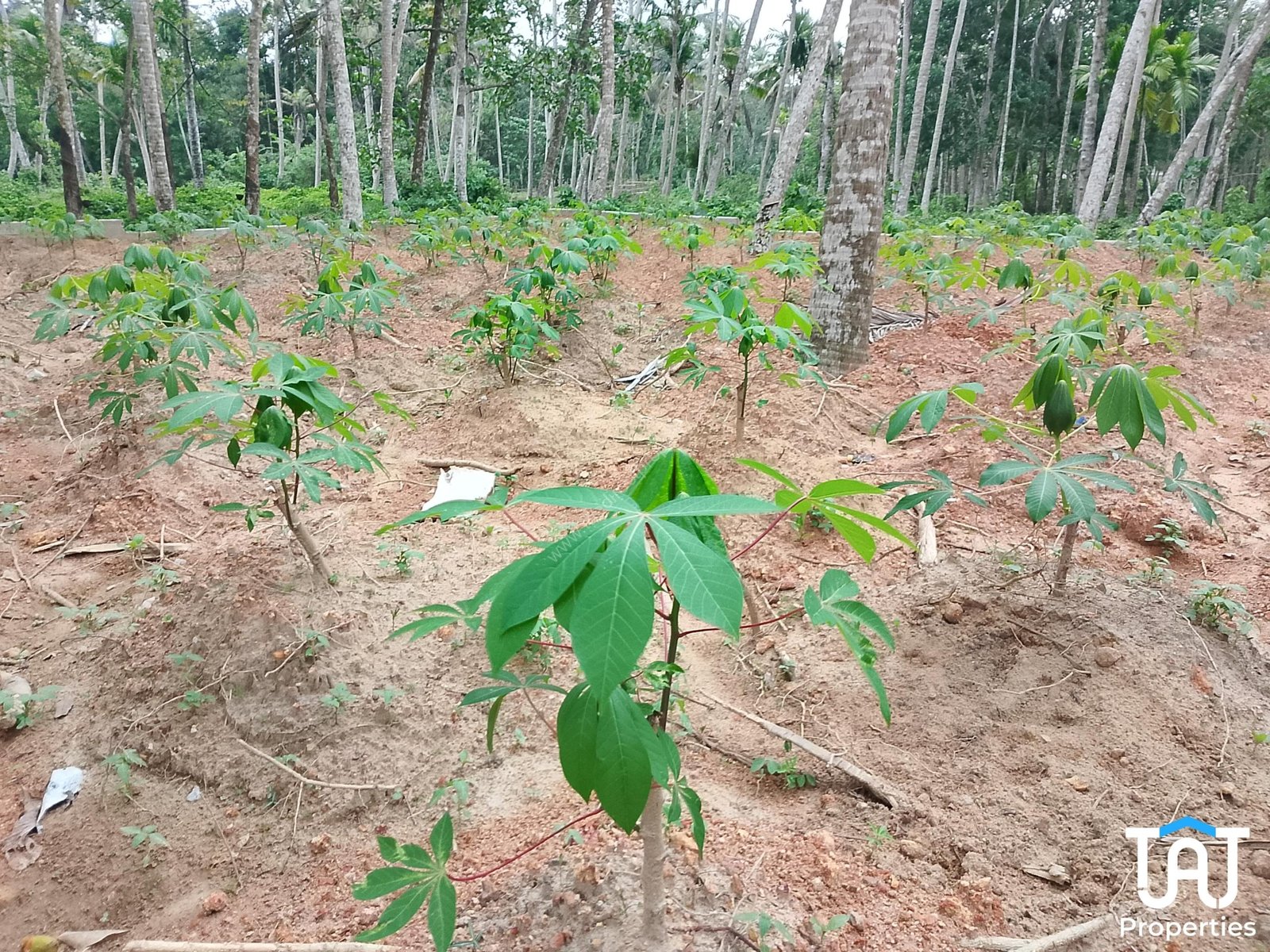 WhatsApp Image 2025-04-26 at 12.55.49 PM