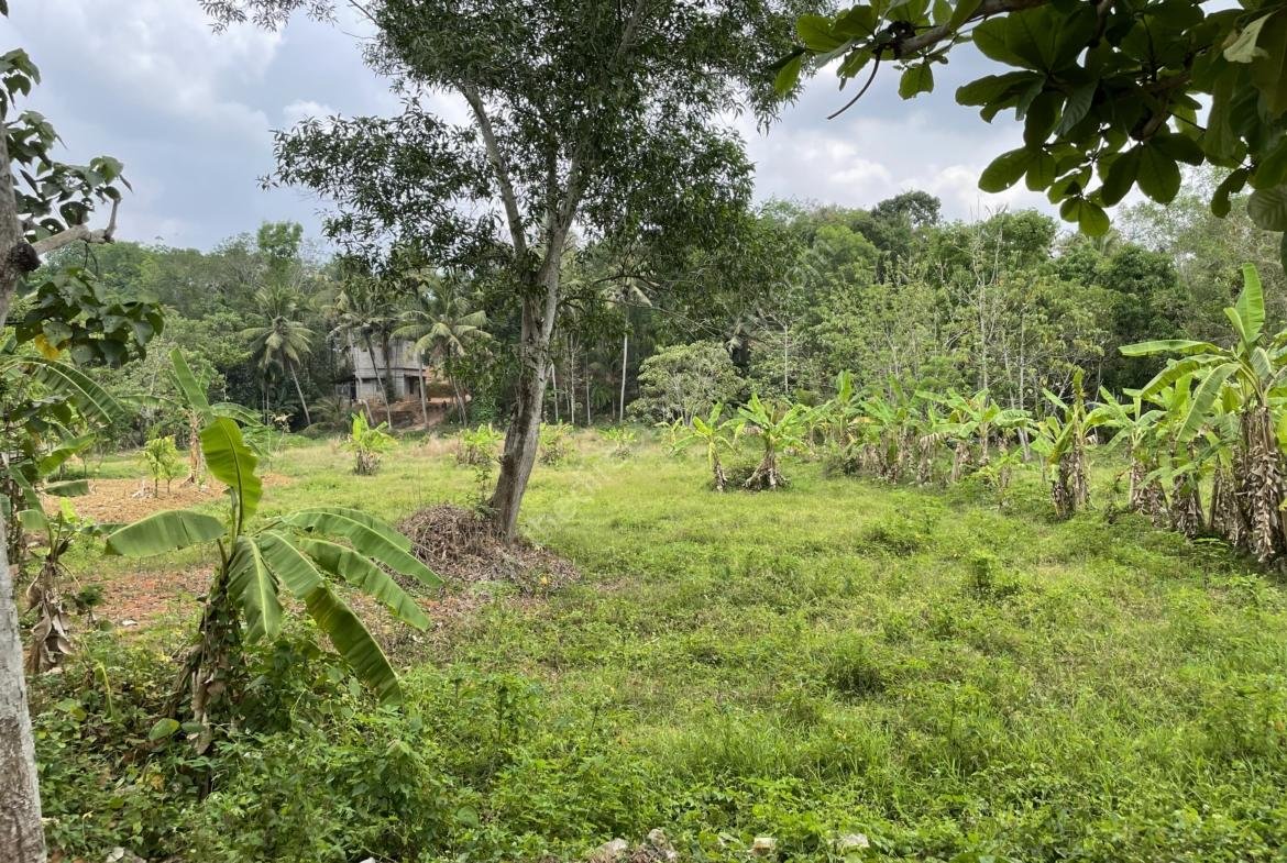 Agricultural land for sale in Kilimanoor