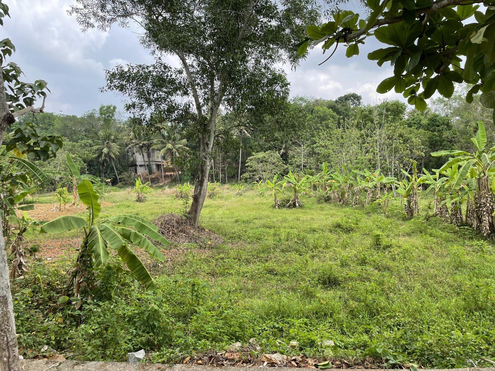Agricultural land for sale in Kilimanoor