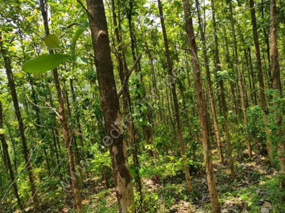 Agricultural Land for Sale in Palakkad