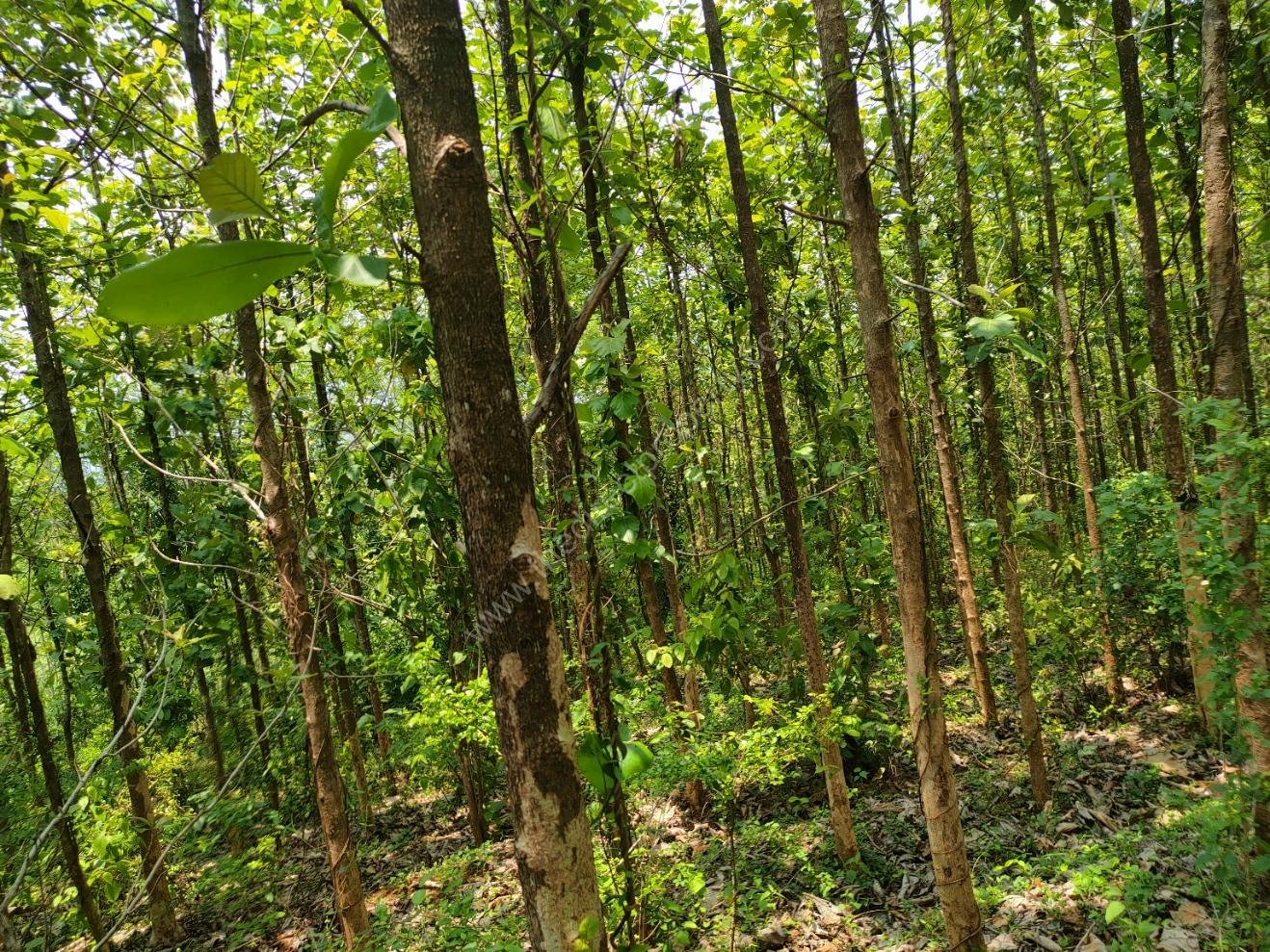Agricultural Land for Sale in Palakkad