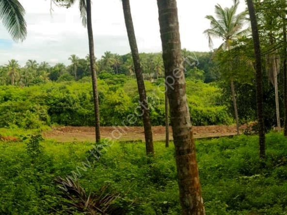 Land for Sale in Kannur Pariyaram