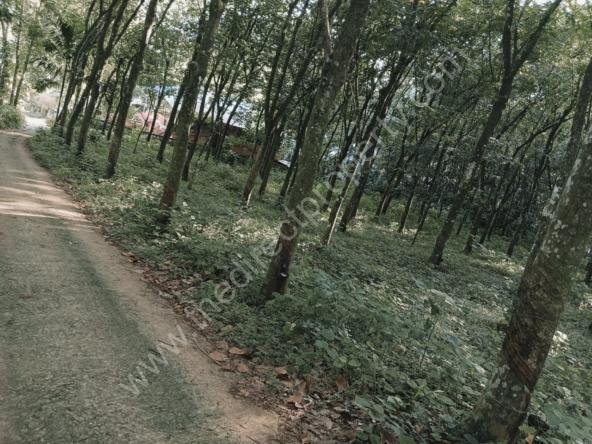 Rubber Plantation for Sale in Pathanamthitta