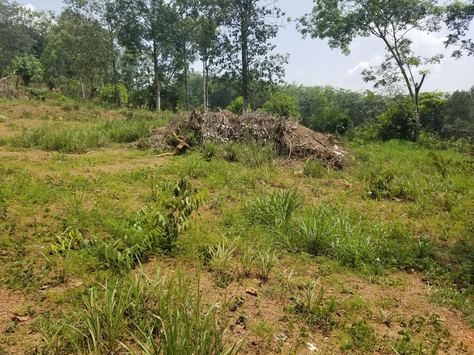 20190601_110851 Plot suitable for Villa Projects Kottayam