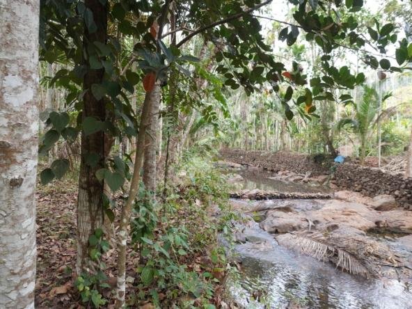Agricultural Property for sale in Kasaragod