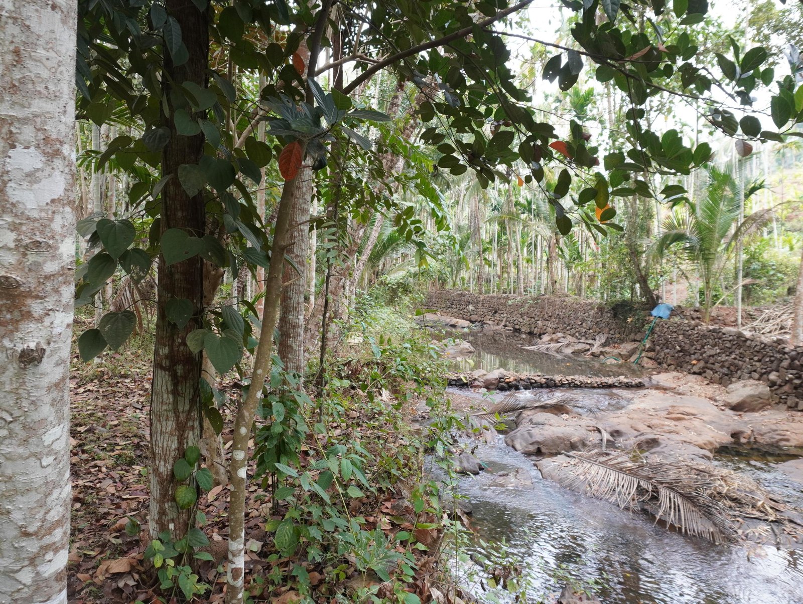 Agricultural Property for sale in Kasaragod