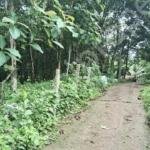 Rubber plantation for sale in Karamcode Kollam
