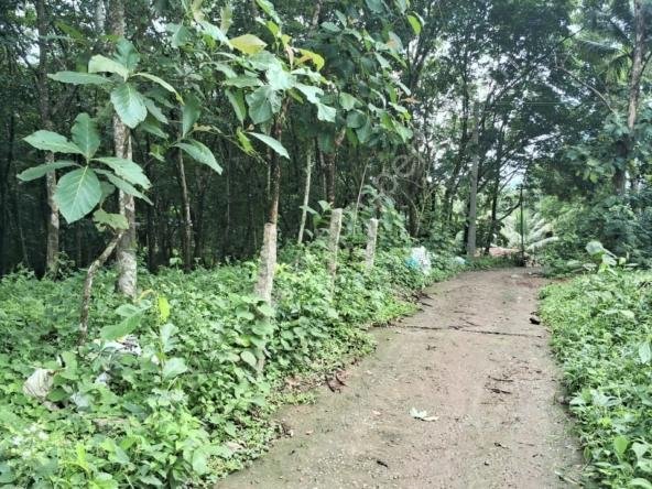 Rubber plantation for sale in Karamcode Kollam