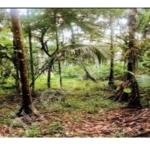 Plot/land for sale in Mahe