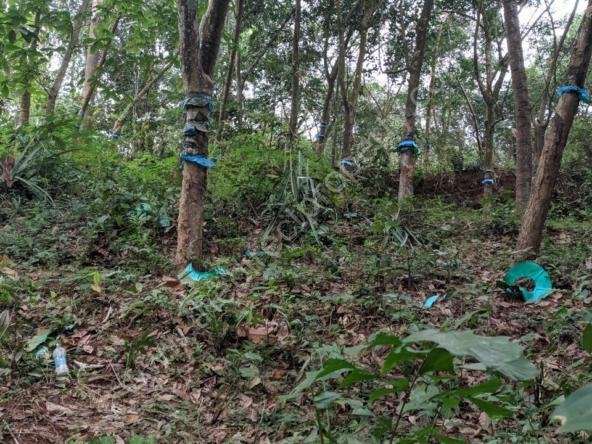 Rubber plantation for sale in Karamcode Kollam