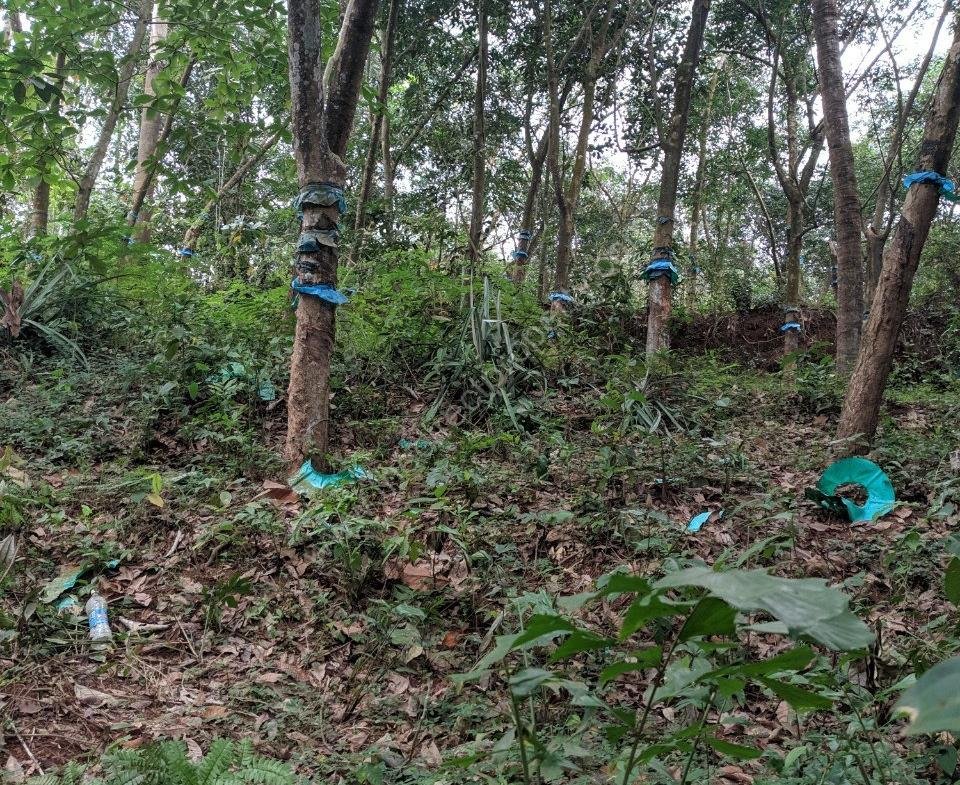 Rubber plantation for sale in Karamcode Kollam