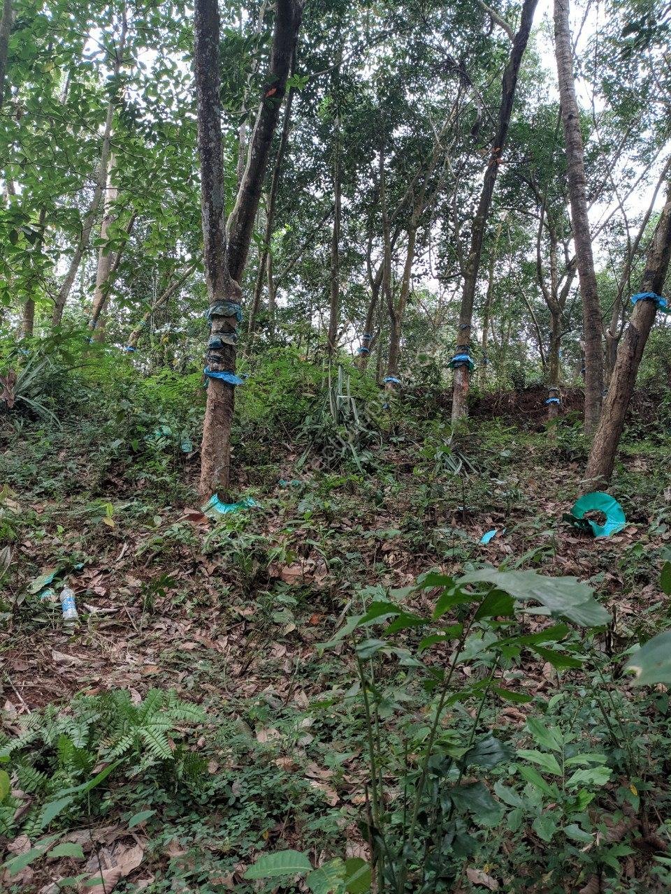 Rubber plantation for sale in Karamcode Kollam