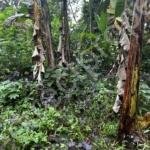 Residential Plot for Sale in Madathumpadikkal Chengannur
