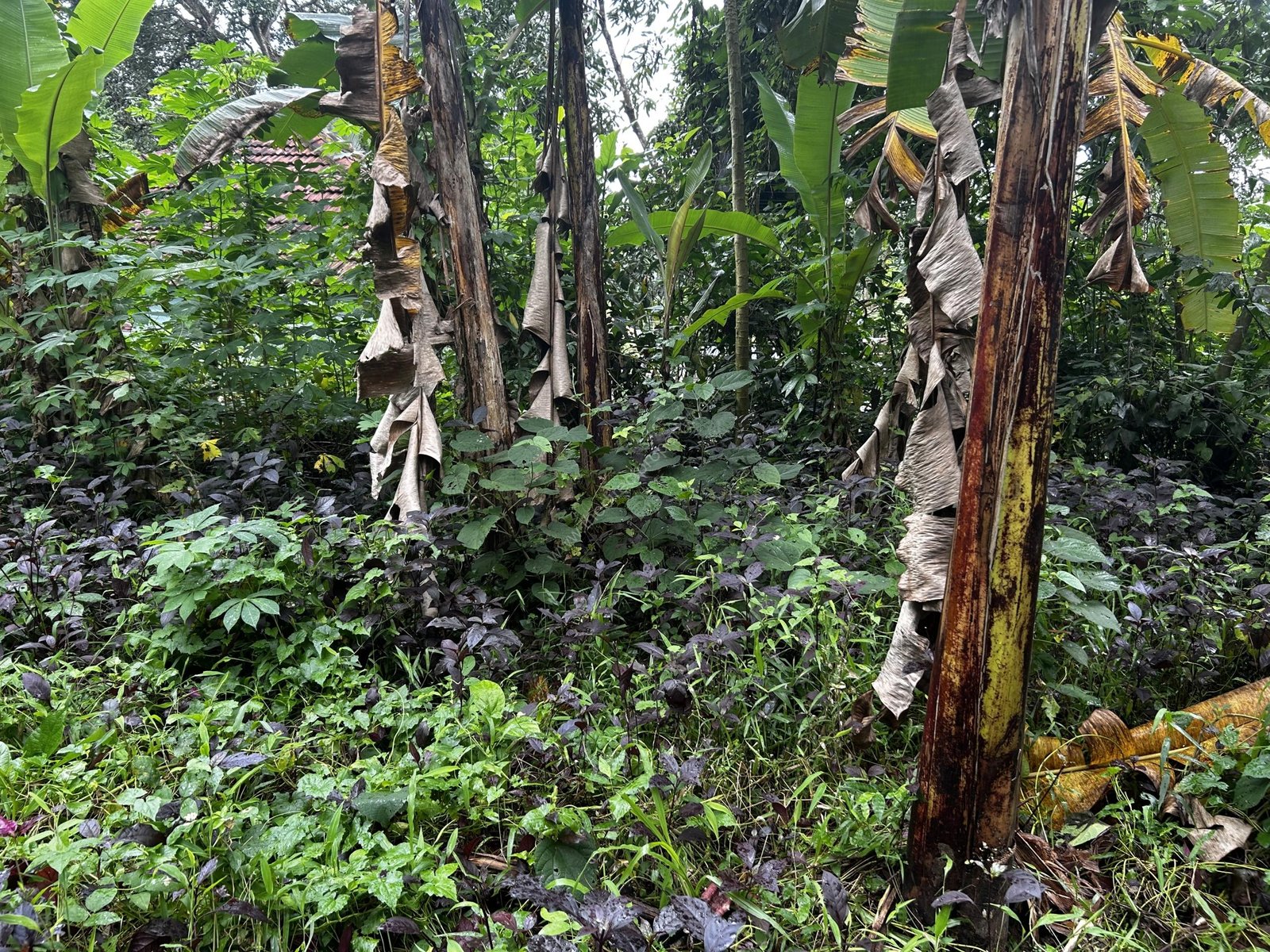 IMG_2832 Residential Plot for Sale in Madathumpadikkal Chengannur