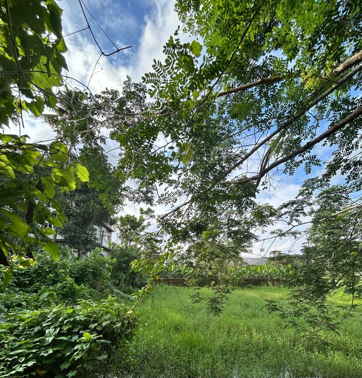 Lilly-plote-sale-image3