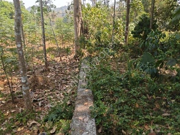 Land for Sale in Kuravankuzhi Pullad