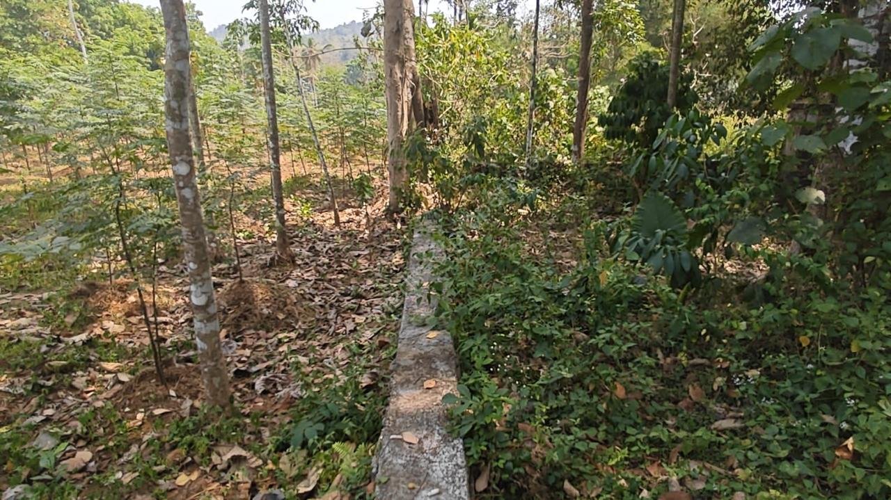 Land for Sale in Kuravankuzhi Pullad