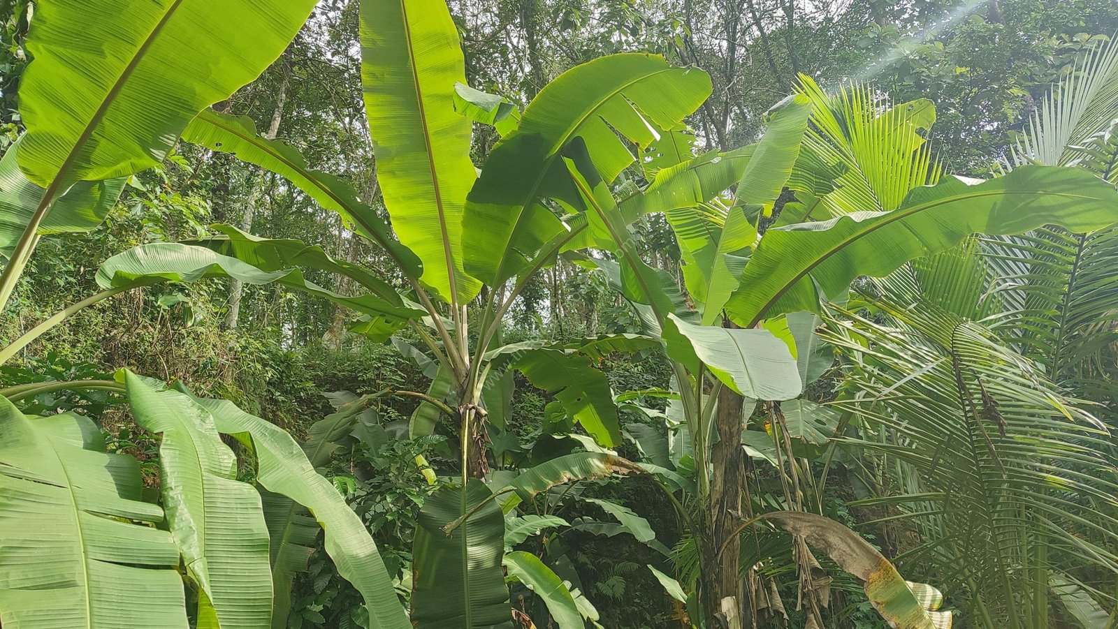 WhatsApp Image 2025-06-25 at 4.04.09 PM