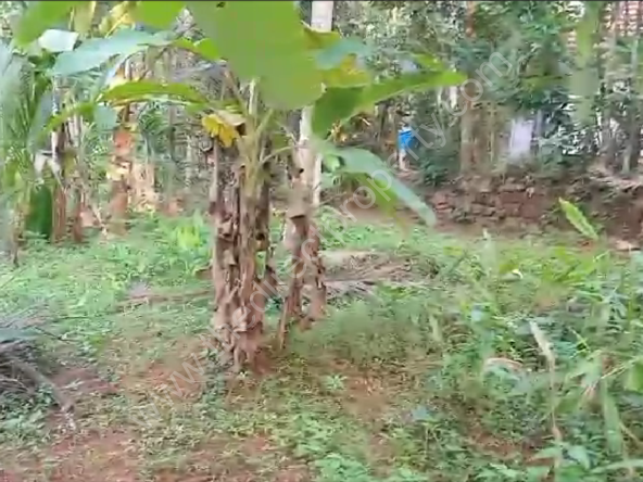 Land for sale in Balussery