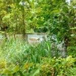 Residential land for sale in Velappaya Thrissur