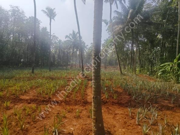 Land in Thrissur