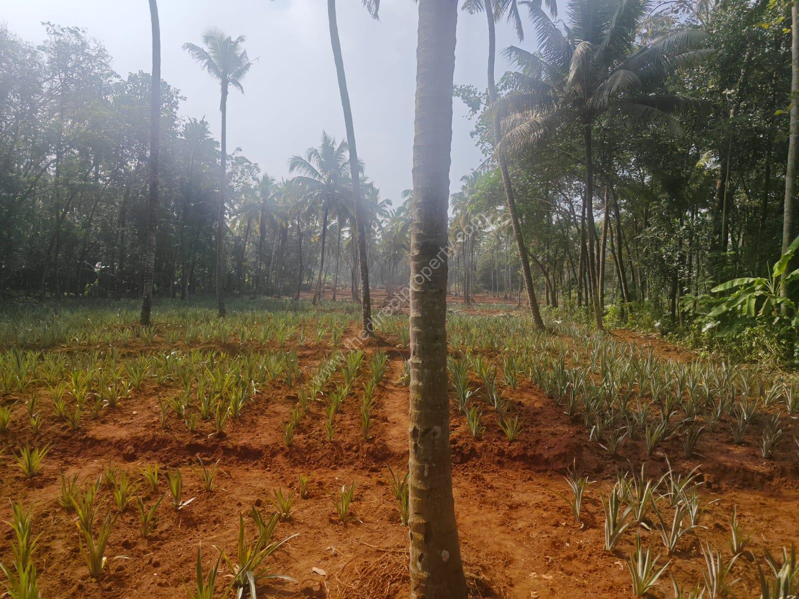 Land in Thrissur