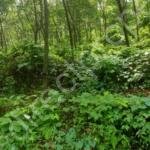 Lande sale in Kozhikkode Thottilpalam