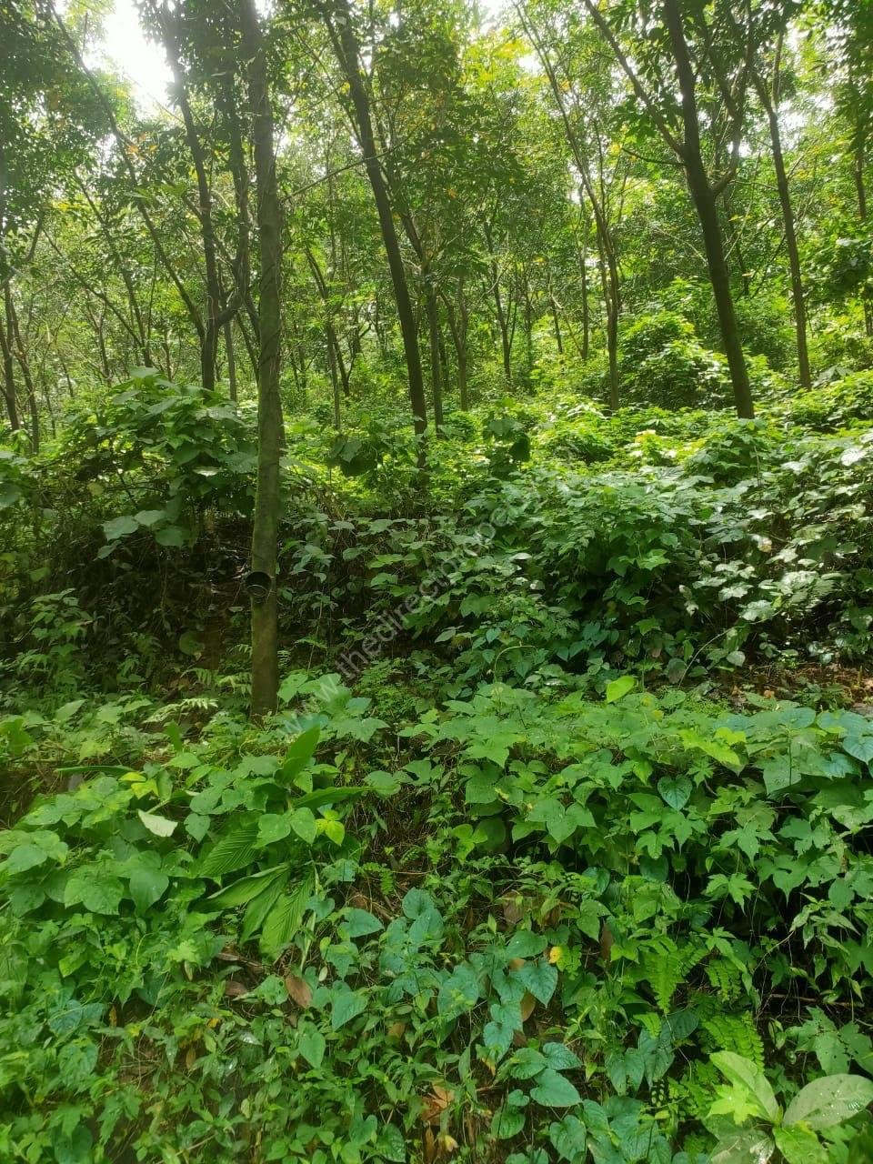 Lande sale in Kozhikkode Thottilpalam