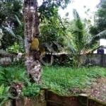 Land for sale in Kattanam