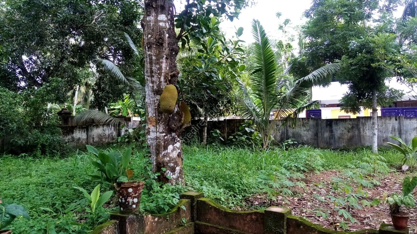 Land for sale in Kattanam