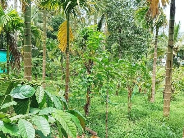 Residential Plot for Sale Near Cherukattoor