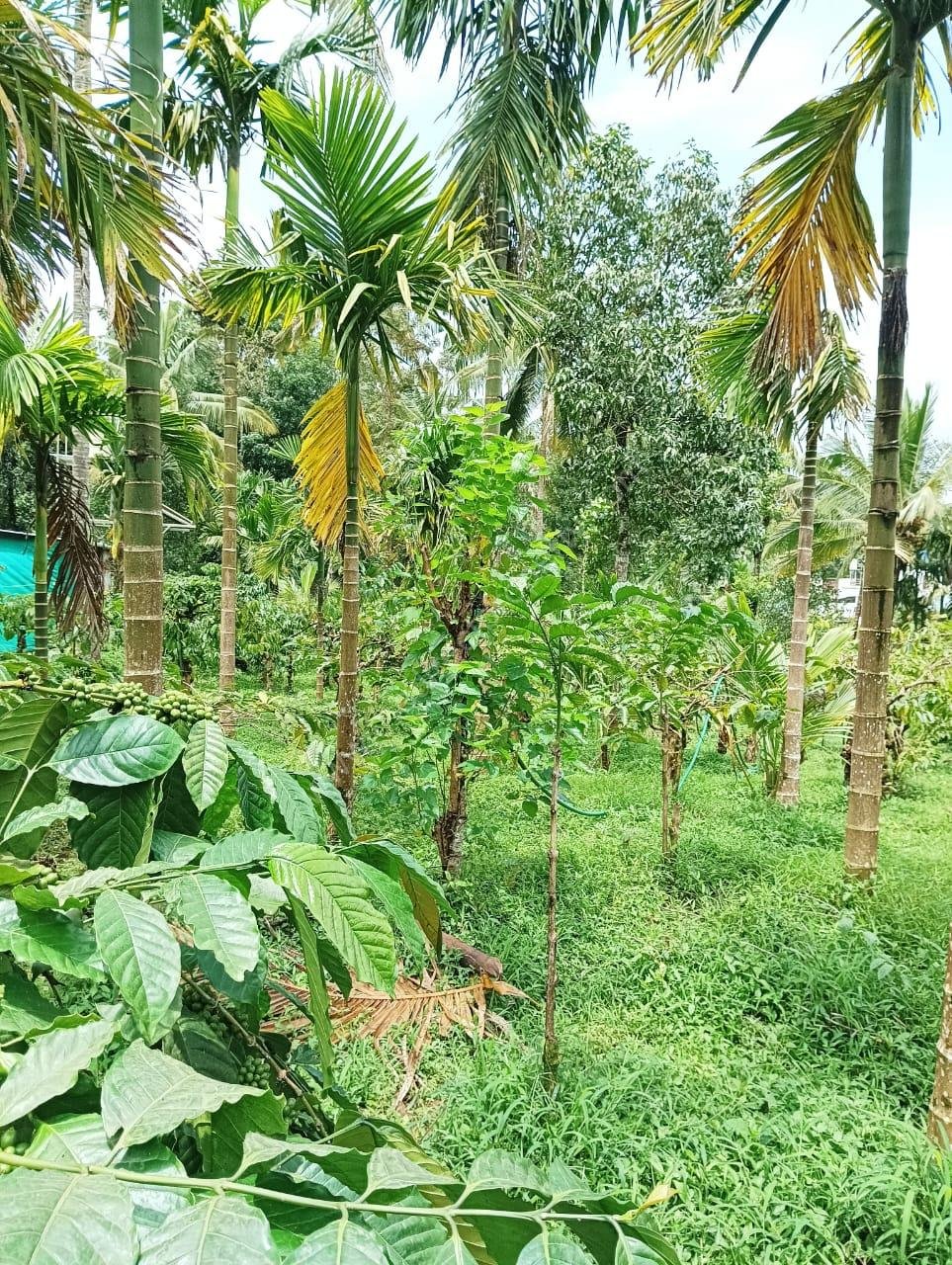 IMG-20250723-WA0009 Residential Plot for Sale Near Cherukattoor