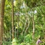 Land for sale in Athani Poomala Thrissur