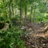 Miawaki forest