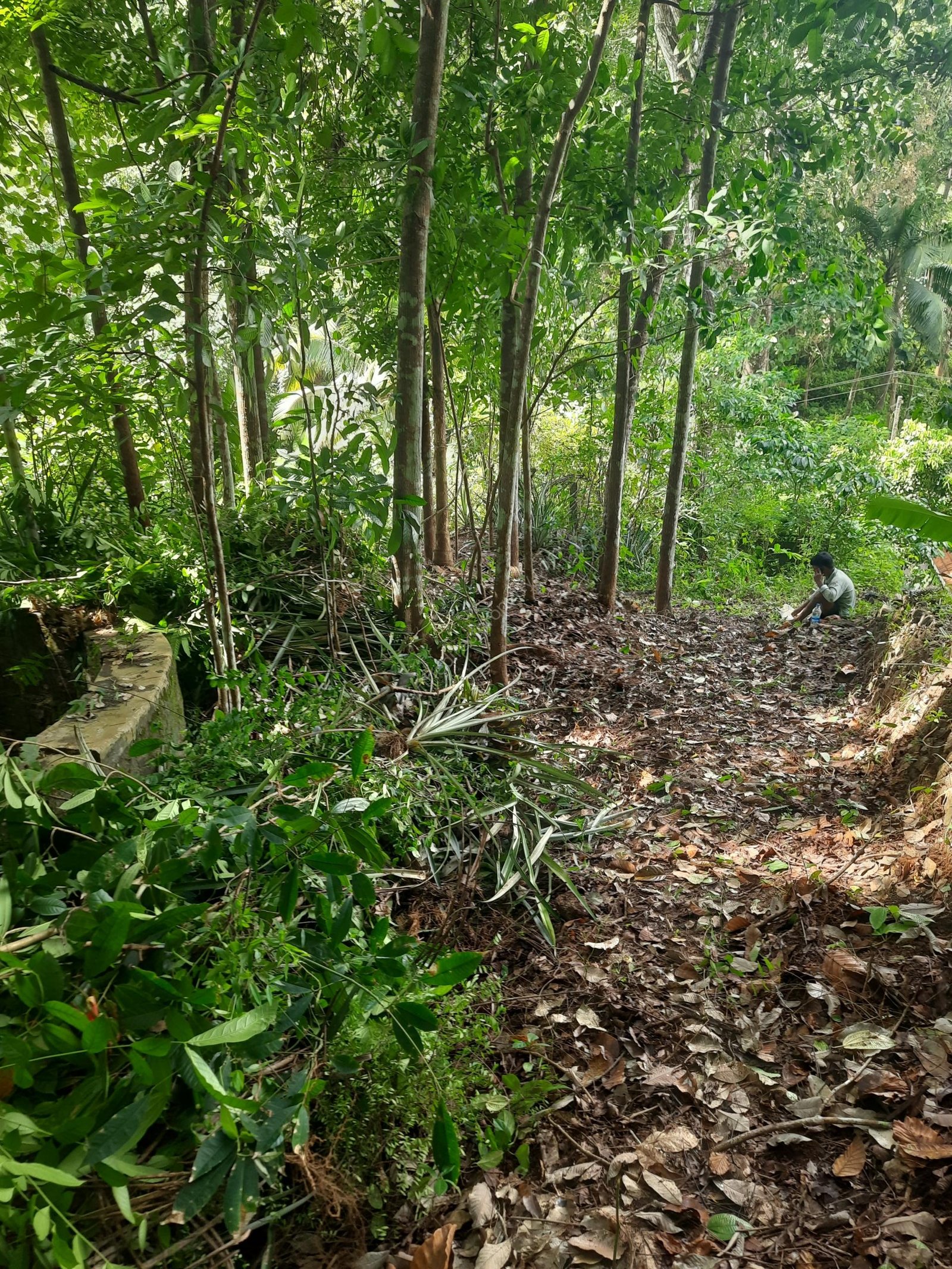 Miawaki forest