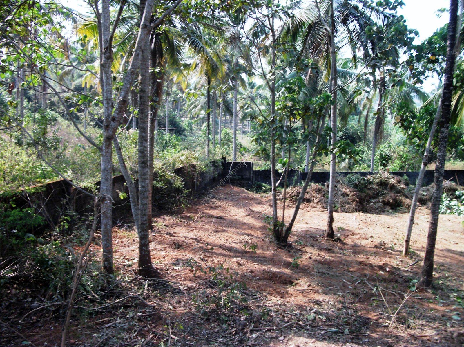 KOMBAMKULAM-After cleaning 014 Land for sale at Kochi Kalamassery